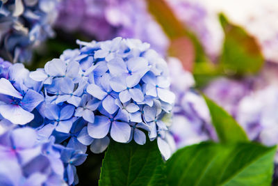 Close-up of blue hydrangea flowers