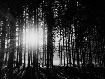 Sunlight streaming through trees in forest