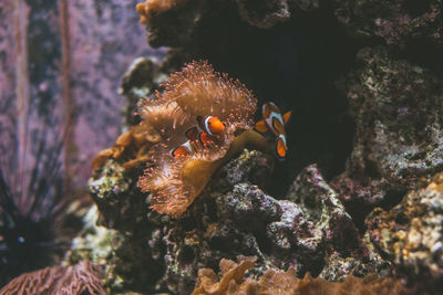 High angle view of clown fishes swimming in sea