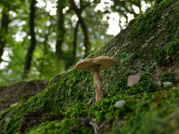 Close-up of mushroom growing on tree trunk