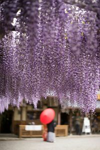 Close-up of purple flowers blooming on tree