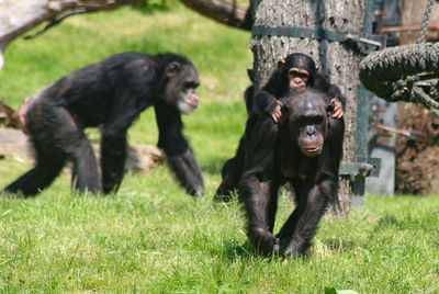 Monkeys in a field