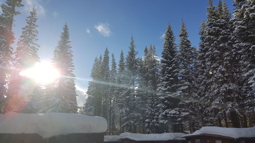 Sun shining through trees