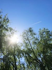 Low angle view of trees against sky