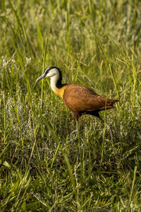 Duck in a field