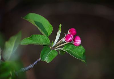 Close-up of pink flowering plant