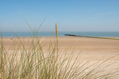 Scenic view of beach against clear sky