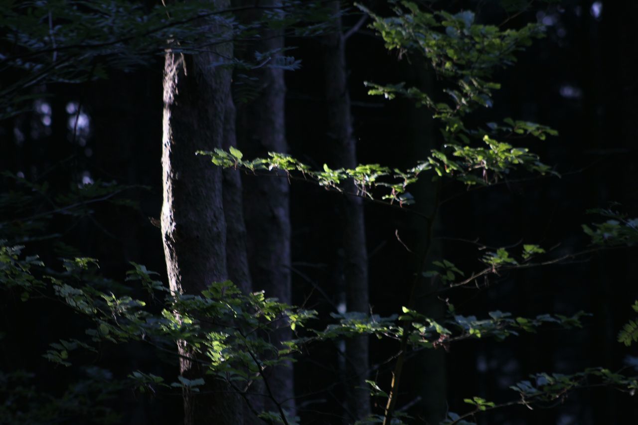 Shadow on trees