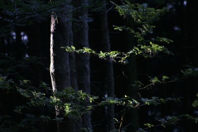 Plants growing in forest