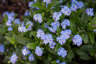 Close-up of purple and blur flowering plants in park