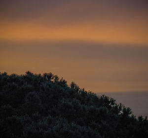 Silhouette trees against sky during sunset