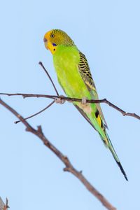 Budgerigar perching on branch against clear blue sky