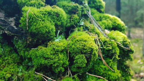 Close-up of fresh green plant in forest