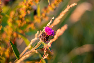 Close-up of butterfly pollinating on purple flower