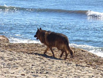 Side view of german shepherd walking on shore at beach