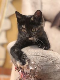 Close-up portrait of black cat