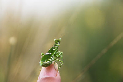 Close-up of hand holding plant