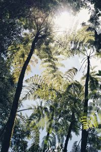 Low angle view of trees against sky