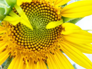 Full frame shot of sunflower blooming outdoors