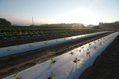 Scenic view of agricultural field against sky