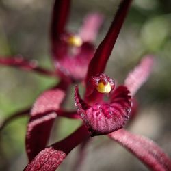 Close-up of pink flower