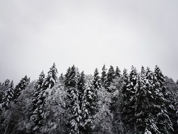 Low angle view of snow covered trees against clear sky