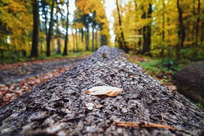 Close-up of fallen leaves on tree trunk in forest