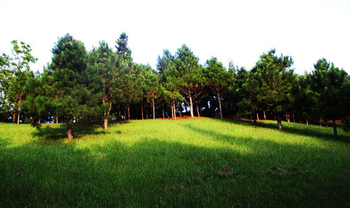 Trees on grassy field in park