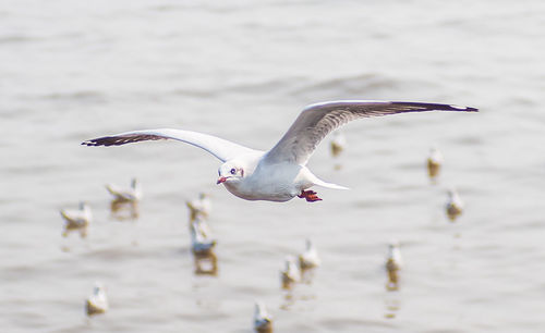 Close-up of seagull flying over water