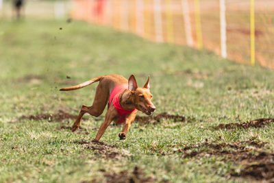 Dog running on field