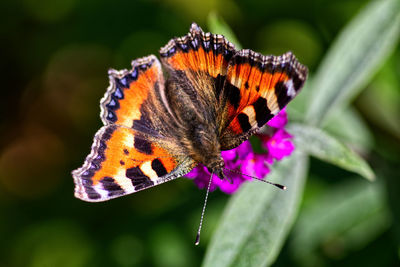 Close-up of butterfly on purple flower