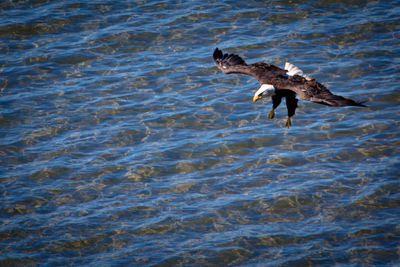 High angle view of eagle flying over sea on sunny day