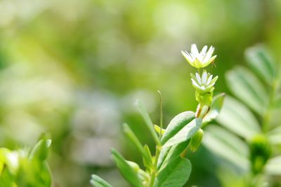 Close-up of white flower