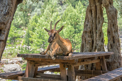 Kri-kri sitting on picnic table