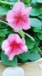 Close-up of pink flower in pot