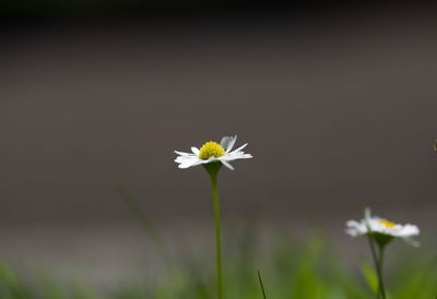 Close-up of white flowering plant in field