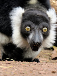Close-up portrait of cat