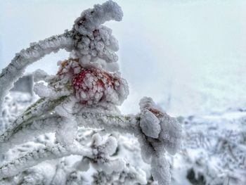 Close-up of snow covered plant against sky