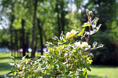 Close-up of flowers blooming on tree
