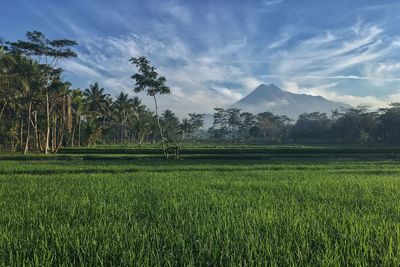 Scenic view of rice field against sky