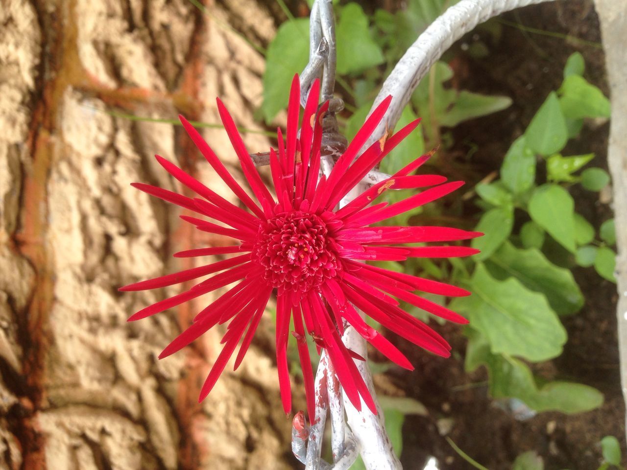 plant, flower, flowering plant, growth, nature, beauty in nature, red, close-up, freshness, leaf, fragility, no people, focus on foreground, petal, inflorescence, flower head, day, wildflower, outdoors, plant part, macro photography, tree