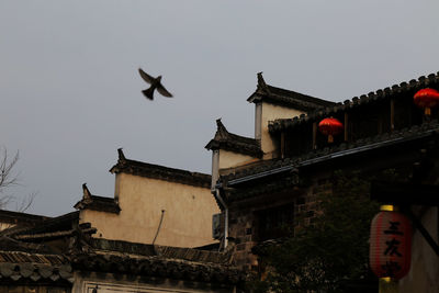 Low angle view of birds flying against clear sky