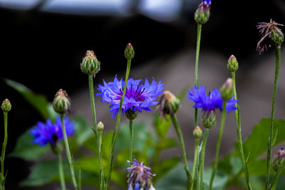 Close-up of purple flowering plants