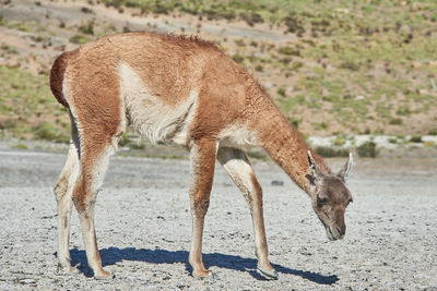 Side view of giraffe on field