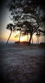Silhouette of trees at sunset