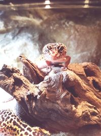 Close-up of lizard on tree stump