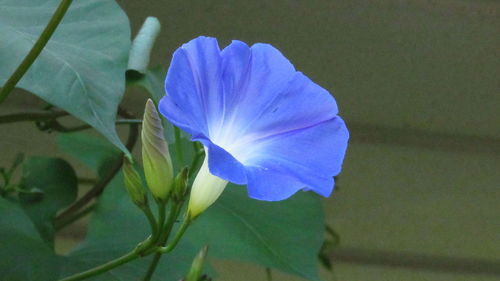 Close-up of purple flowering plant