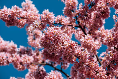 Low angle view of cherry blossom tree