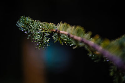 Close-up of pine tree