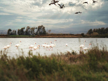Cabras pond flamingos, sardinia, dramatic sky over the pond